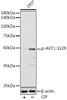 Western blot analysis of extracts of 293T cells, using Phospho-AKT1-S129 antibody at 1:500 dilution. 293T cells were treated by CIP(20uL/400ul) at 37â„ƒ for 1 hour. Secondary antibody: HRP Goat Anti-Rabbit IgG (H+L) at 1:10000 dilution. Lysates/proteins: 25ug per lane. Blocking buffer: 3% nonfat dry milk in TBST. Detection: ECL Enhanced Kit. Exposure time: 180s.