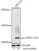 Western blot analysis of extracts of NIH/3T3 cells, using Phospho-FGFR3-Y724 antibody at 1:1000 dilution. NIH/3T3 cells were treated by pervanadate (1 mM) at 37â„ƒ for 30 minutes after serum-starvation overnight. Secondary antibody: HRP Goat Anti-Rabbit IgG (H+L) at 1:10000 dilution. Lysates/proteins: 25ug per lane. Blocking buffer: 3% nonfat dry milk in TBST. Detection: ECL Basic Kit. Exposure time: 1s.