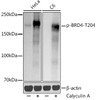 Western blot analysis of extracts of various cell lines, using at 1:1000 dilution. HeLa cells were treated by Calyculin A (100 nM) at 37â„ƒ for 30 minutes after serum-starvation overnight. C6 cells were treated by Calyculin A (100 nM) at 37â„ƒ for 30 minutes after serum-starvation overnight. Secondary antibody: HRP Goat Anti-Rabbit IgG (H+L) at 1:10000 dilution. Lysates/proteins: 25ug per lane. Blocking buffer: 3% nonfat dry milk in TBST. Detection: ECL Basic Kit. Exposure time: 1s.