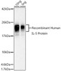 Western blot - Human IL-5 Rabbit pAb Western blot analysis of extracts of Recombinant Human IL-5 Protein, using Human IL-5 antibody at 1:1000 dilution. Secondary antibody: HRP Goat Anti-Rabbit IgG (H+L) at 1:10000 dilution. Lysates/proteins: 25ug per lane. Blocking buffer: 3% nonfat dry milk in TBST. Detection: ECL Basic Kit. Exposure time: 0. 8s.