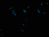 Immunofluorescence staining of Hela cells with PACO64658 at 1:200, counter-stained with DAPI. The cells were fixed in 4% formaldehyde and blocked in 10% normal Goat Serum. The cells were then incubated with the antibody overnight at 4&deg;C. The secondary antibody was Alexa Fluor 488-congugated AffiniPure Goat Anti-Rabbit IgG(H+L).