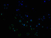 Immunofluorescence staining of PC3 cells with PACO64877 at 1:100, counter-stained with DAPI. The cells were blocked in 10% normal Goat Serum and incubated with the antibody overnight at 4&deg;C. The secondary antibody was Alexa Fluor 488-congugated AffiniPure Goat Anti-Rabbit IgG(H+L).