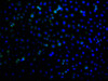 Immunofluorescence staining of A549 cells with PACO64915 at 1:100, counter-stained with DAPI. The cells were fixed in 4% formaldehyde and blocked in 10% normal Goat Serum. The cells were then incubated with the antibody overnight at 4&deg;C. The secondary antibody was Alexa Fluor 488-congugated AffiniPure Goat Anti-Rabbit IgG(H+L).