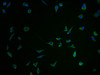 Immunofluorescence staining of SH-SY5Y cells with PACO64941-IF at 1:100, counter-stained with DAPI. The cells were fixed in 4% formaldehyde and blocked in 10% normal Goat Serum. The cells were then incubated with the antibody overnight at 4&deg;C. The secondary antibody was Alexa Fluor 488-congugated AffiniPure Goat Anti-Rabbit IgG(H+L).