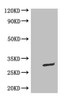 WB: Mouse Anti-eGFP monoclonal antibody at 0.1ug/ml<br />
Lane 1:HEK-293 cell lysate<br />
Lane 2:GFP transfected HEK-293 cell lysate<br />
Secondary<br />
Goat polyclonal to Mouse IgG at 1/5000 dilution<br />
Predicted band size : 30kd<br />
Observed band size : 30kd<br />