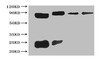 All Lanes The cell supernatant hybridoma of Sumo tag<br />
Lane 1 Sumo tagged fusion protein at 20ng<br />
Lane 2 Sumo tagged fusion protein at 2ng<br />
Lane 3 Sumo tagged fusion protein at 0.2ng<br />
Lane 4 Sumo tagged fusion protein at 0.02ng<br />
Secondary<br />
Goat polyclonal to Rabbit IgG at 1/15000 dilution<br />
Predicted band size : 50kd<br />
Observed band size: 50kd<br />
Additional bands at : 25 kd<br />
