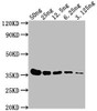 Western Blot<br />
Positive WB detected in: E-tagged fusion protein at 50ng, 25ng, 12.5ng, 6.25ng, 3.125ng<br />
All lanes: E-Tag antibody at 1:1000<br />
Secondary<br />
Goat polyclonal to Mouse IgG at 1/10000 dilution<br />
Predicted band size: 36 kDa<br />
Observed band size: 36 kDa<br />