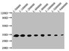 Western Blot<br />
Positive WB detected in: 50ng recombinant protein<br /> 
All lanes: GFP antibody at 1:50000, 1:100000, 1:200000, 1:400000, 1:800000, 1:1600000, 1:3200000, 1:6400000<br />
Secondary<br />
Goat polyclonal to mouse IgG at 1/50000 dilution<br />
Predicted band size: 32 KDa<br />
Observed band size: 32 KDa<br />
Exposure time：5min