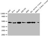 Western Blot<br /> Positive WB detected in: 293T whole cell lysate, Hela whole cell lysate, HepG2 whole cell lysate, NIH/3T3 whole cell lysate, K562 whole cell lysate, Rat spleen tissue, Rabbit kidney tissue<br /> All lanes: ACTB antibody at 1:5000<br /> Secondary<br /> Goat polyclonal to mouse IgG at 1/50000 dilution<br /> Predicted band size: 42 KDa<br /> Observed band size: 42 KDa<br /> Exposure time: 5min
