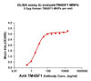 Human TM4SF1 Full-Length Bioactive Membrane Protein (HDFP140)