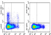 GenieFluor Violet 450 Anti-Mouse Ly6A/E(Sca-1) Antibody [D7] (AGEL3344)