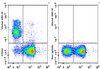 GenieFluor Violet 450 Anti-Mouse CD24 Antibody [M1/69] (AGEL3374)
