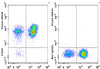 GenieFluor Violet 450 Anti-Human CD44 Antibody [Hermes-1] (AGEL3381)