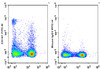 FITC Anti-Rat CD161 Antibody [3.2.3] (AGEL3427)