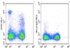 PE Anti-Rat CD161 Antibody [3.2.3] (AGEL3428)