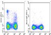 APC Anti-Rat CD161 Antibody [3.2.3] (AGEL3429)