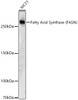 Western blot analysis of lysates from MCF7, using Fatty Acid Synthase (FASN) Rabbit pAb (CAB21398) at 1:900 dilution. Secondary antibody: HRP Goat Anti-Rabbit IgG (H+L) at 1:10000 dilution. Lysates/proteins: 25ug per lane. Blocking buffer: 3% nonfat dry milk in TBST.