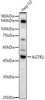 Western blot analysis of lysates from Hep G2, using AGTR2 Rabbit pAb (CAB21999) at 1:1000 dilution. Secondary antibody: HRP Goat Anti-Rabbit IgG (H+L) at 1:10000 dilution. Lysates/proteins: 25ug per lane. Blocking buffer: 3% nonfat dry milk in TBST.