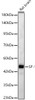 Western blot analysis of Rat brain, using SF-1 Rabbit pAb (CAB24536) at 1:1000 dilution. Secondary antibody: HRP Goat Anti-Rabbit IgG (H+L) at 1:10000 dilution. Lysates/proteins: 25ug per lane. Blocking buffer: 3% nonfat dry milk in TBST.