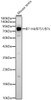 Western blot analysis of Mouse testis, using B7-H4 / B7S1 / B7x Rabbit pAb (CAB24542) at 1:2000 dilution. Secondary antibody: HRP Goat Anti-Rabbit IgG (H+L) at 1:10000 dilution. Lysates/proteins: 25ug per lane. Blocking buffer: 3% nonfat dry milk in TBST.