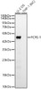 Western blot analysis of various lysates, using PCPE-1 Rabbit mAb (CAB24732) at 1:1000 dilution. Secondary antibody: HRP Goat Anti-Rabbit IgG (H+L) at 1:10000 dilution. Lysates/proteins: 25ug per lane. Blocking buffer: 3% nonfat dry milk in TBST.