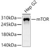 Western blot analysis of lysates from Hep G2 cells using mTOR Rabbit pAb(CAB24743) at 1:1000 dilution. Secondary antibody:HRP Goat Anti-Rabbit IgG (H+L) at 1:10000 dilution. Lysates/proteins: 25 μg per lane. Blocking buffer: 3% nonfat dry milk in TBST. Detection:ECL Basic Kit (RM00020). Exposuretime:90s.