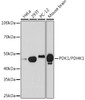Western blot analysis of extracts of various cell lines, using PDK1/PDHK1 Rabbit mAb (CAB24749) at 1:1000 dilution. Secondary antibody: HRP Goat Anti-Rabbit IgG (H+L) at 1:10000 dilution. Lysates/proteins: 25μg per lane. Blocking buffer: 3% nonfat dry milk in TBST.