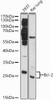 Western blot analysis of extracts of various cell lines, using Bcl-2 antibody (CAB11313) at 1:1000 dilution. Secondary antibody: HRP Goat Anti-Rabbit IgG (H+L) at 1:10000 dilution. Lysates/proteins: 25μg per lane. Blocking buffer: 3% nonfat dry milk in TBST.