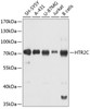 Western blot analysis of extracts of various cell lines, using HTR2C antibody (CAB11831) at 1:1000 dilution. Secondary antibody: HRP Goat Anti-Rabbit IgG (H+L) at 1:10000 dilution. Lysates/proteins: 25μg per lane. Blocking buffer: 3% nonfat dry milk in TBST.