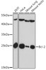 Western blot analysis of extracts of various cells, using Bcl-2 antibody (CAB16776) at 1:1000 dilution. Secondary antibody: HRP Goat Anti-Rabbit IgG (H+L) at 1:10000 dilution. Lysates/proteins: 25μg per lane. Blocking buffer: 3% nonfat dry milk in TBST.