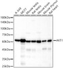 Western blot analysis of various lysates, using AKT1 antibody (CAB17909) at 1:2000 dilution. Secondary antibody: HRP Goat Anti-Rabbit IgG (H+L) at 1:10000 dilution. Lysates/proteins: 25μg per lane. Blocking buffer: 3% nonfat dry milk in TBST.