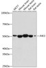 Western blot analysis of various lysates, using JNK3 Rabbit mAb (CAB19075) at 1:1000 dilution. Secondary antibody: HRP Goat Anti-Rabbit IgG (H+L) at 1:10000 dilution. Lysates/proteins: 25μg per lane. Blocking buffer: 3% nonfat dry milk in TBST.