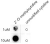 The 2'-O-methylcytidine(Cm) Rabbit mAb (CAB20693) are tested in Dot Blot against 2'-O-methylcytidine and unmodified cytidine. 2'-O-methylcytidine ：Biotin-5'CGATAACCACTAGT(Cm)3'unmodified cytosine：Biotin-5'CGATAACCACTAGTC3'