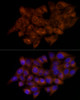 Immunofluorescence analysis of HeLa cells using CEP43 Rabbit mAb (CAB21074) at dilution of 1:50 (40x lens). Blue: DAPI for nuclear staining.