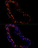 Immunofluorescence analysis of human testis using RBMXL2 Rabbit mAb (CAB21075) at dilution of 1:100 (40x lens). Blue: DAPI for nuclear staining. Perform high pressure antigen retrieval with 10 mM citrate buffer pH 6. 0 before commencing with IF staining protocol.