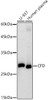 Western blot analysis of extracts of various cell lines, using CFD antibody (CAB21110) at1:1000 dilution. Secondary antibody: HRP Goat Anti-Rabbit IgG (H+L) at 1:10000 dilution. Lysates/proteins: 25μg per lane. Blocking buffer: 3% nonfat dry milk in TBST.
