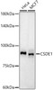 Western blot analysis of extracts of various cell lines, using CSDE1 antibody (CAB21127) at1:1000 dilution. Secondary antibody: HRP Goat Anti-Rabbit IgG (H+L) at 1:10000 dilution. Lysates/proteins: 25μg per lane. Blocking buffer: 3% nonfat dry milk in TBST.