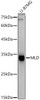 Western blot analysis of extracts of U-87MG cells, using MLD antibody (CAB21128) at1:1000 dilution. Secondary antibody: HRP Goat Anti-Rabbit IgG (H+L) at 1:10000 dilution. Lysates/proteins: 25μg per lane. Blocking buffer: 3% nonfat dry milk in TBST.