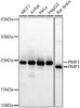 Western blot analysis of extracts of various cell lines, using PMF1 antibody (CAB21144) at1:1000 dilution. Secondary antibody: HRP Goat Anti-Rabbit IgG (H+L) at 1:10000 dilution. Lysates/proteins: 25μg per lane. Blocking buffer: 3% nonfat dry milk in TBST.