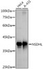 Western blot analysis of extracts of various cell lines, using NSDHL antibody (CAB21152) at 1:1000 dilution. Secondary antibody: HRP Goat Anti-Rabbit IgG (H+L) at 1:10000 dilution. Lysates/proteins: 25μg per lane. Blocking buffer: 3% nonfat dry milk in TBST.