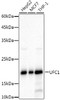 Western blot analysis of various lysates, using UFC1 Rabbit mAb (CAB21154) at 1:1000 dilution. Secondary antibody: HRP Goat Anti-Rabbit IgG (H+L) at 1:10000 dilution. Lysates/proteins: 25ug per lane. Blocking buffer: 3% nonfat dry milk in TBST.