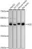 Western blot analysis of extracts of various cell lines, using AZI2 antibody (CAB21159) at1:1000 dilution. Secondary antibody: HRP Goat Anti-Rabbit IgG (H+L) at 1:10000 dilution. Lysates/proteins: 25μg per lane. Blocking buffer: 3% nonfat dry milk in TBST.