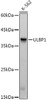 Western blot analysis of extracts of K-562 cells, using ULBP1 antibody (CAB21161) at1:1000 dilution. Secondary antibody: HRP Goat Anti-Rabbit IgG (H+L) at 1:10000 dilution. Lysates/proteins: 25μg per lane. Blocking buffer: 3% nonfat dry milk in TBST.