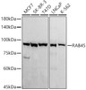 Western blot analysis of various lysates, using RAB45 antibody (CAB21163) at1:1000 dilution. Secondary antibody: HRP Goat Anti-Rabbit IgG (H+L) at 1:10000 dilution. Lysates/proteins: 25μg per lane. Blocking buffer: 3% nonfat dry milk in TBST.
