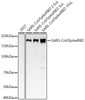 Western blot analysis of various lysates, using SARS-CoVSpikeRBD antibody (CAB21181) at 1:2000 dilution. Secondary antibody: HRP Goat Anti-Rabbit IgG (H+L) at 1:10000 dilution. Lysates/proteins: 25μg per lane. Blocking buffer: 3% nonfat dry milk in TBST.