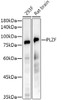 Western blot analysis of extracts of various cell lines, using PLZF antibody (CAB21185) at 1:10000 dilution. Secondary antibody: HRP Goat Anti-Rabbit IgG (H+L) at 1:10000 dilution. Lysates/proteins: 25μg per lane. Blocking buffer: 3% nonfat dry milk in TBST.