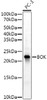 Western blot analysis of extracts of PC-3 cells, using BOK antibody (CAB21196) at1:2000 dilution. Secondary antibody: HRP Goat Anti-Rabbit IgG (H+L) at 1:200000 dilution. Lysates/proteins: 25μg per lane. Blocking buffer: 3% nonfat dry milk in TBST.