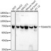 Western blot analysis of extracts of various cell lines, using TOM70 antibody (CAB21210) at1:10000 dilution. Secondary antibody: HRP Goat Anti-Rabbit IgG (H+L) at 1:10000 dilution. Lysates/proteins: 25μg per lane. Blocking buffer: 3% nonfat dry milk in TBST.