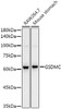 Western blot analysis of extracts of various cell lines, using GSDMC antibody (CAB21213) at 1:10000 dilution. Secondary antibody: HRP Goat Anti-Rabbit IgG (H+L) at 1:10000 dilution. Lysates/proteins: 25μg per lane. Blocking buffer: 3% nonfat dry milk in TBST.