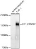 Western blot analysis of extracts of various cell lines, using CD13/ANPEP antibody (CAB21268) at1:40000 dilution. Secondary antibody: HRP Goat Anti-Rabbit IgG (H+L) at 1:10000 dilution. Lysates/proteins: 25μg per lane. Blocking buffer: 3% nonfat dry milk in TBST.